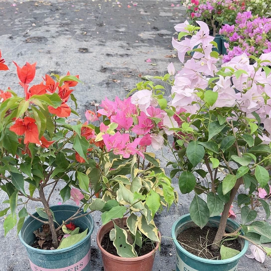 大部分花苞少量开放红桑巴，蜡染粉，苹果花组合