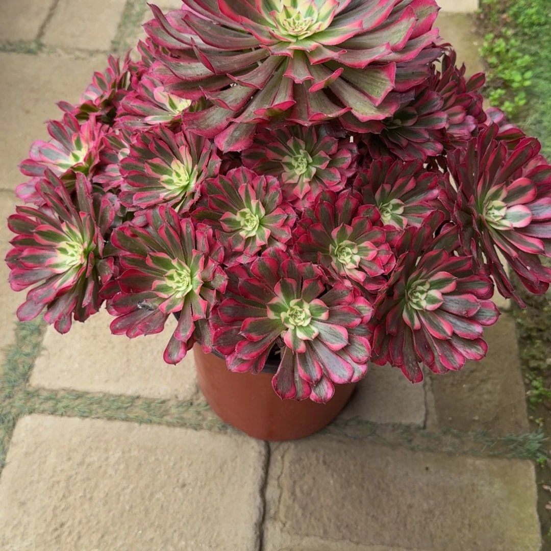 蓓***心红铜超白锦福利389肉肉肉