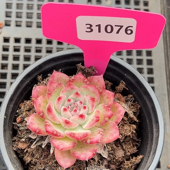 啊***ʔ糖心       31076号