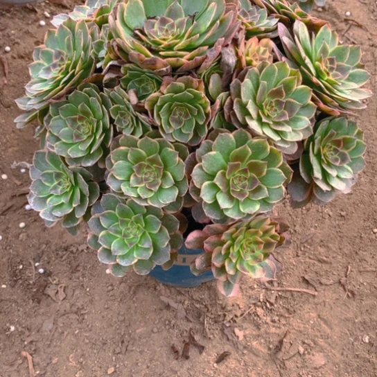 无花朵用****3230多肉植物半夏