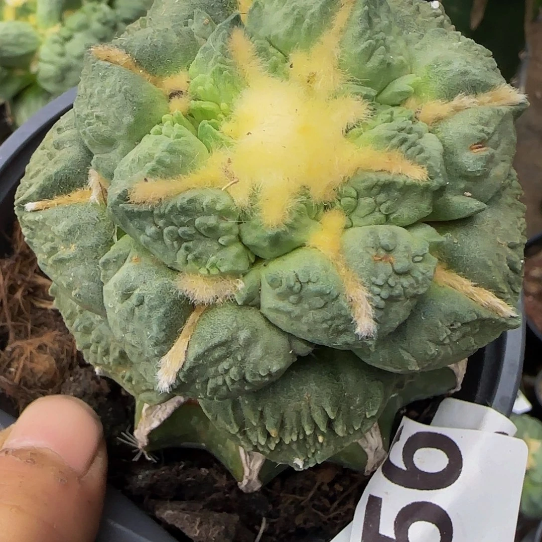 龟甲怒556仙人球开花