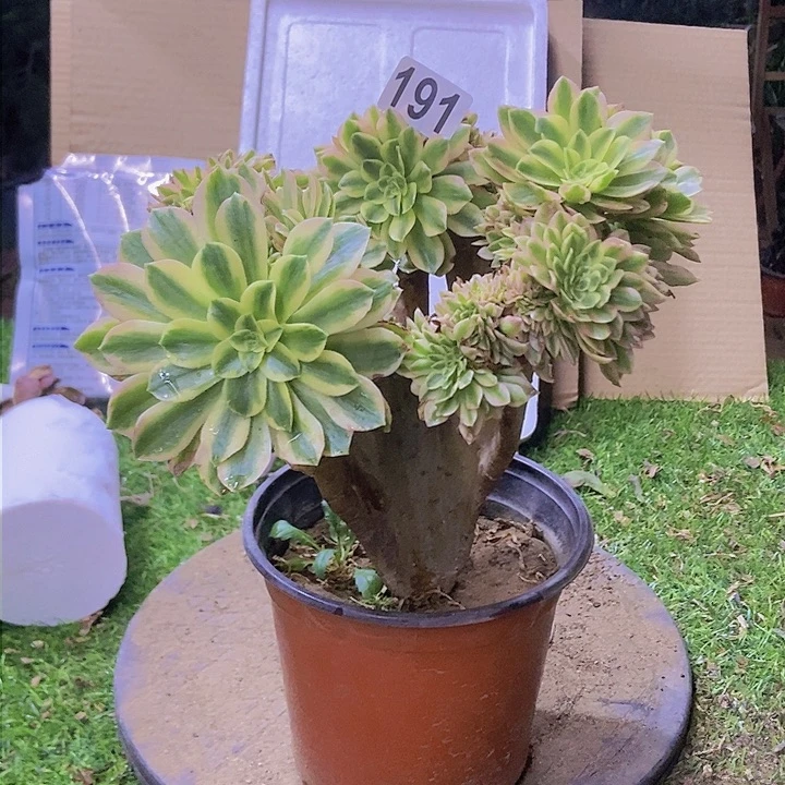191颜宁老庄缀化老板子微瑕疵