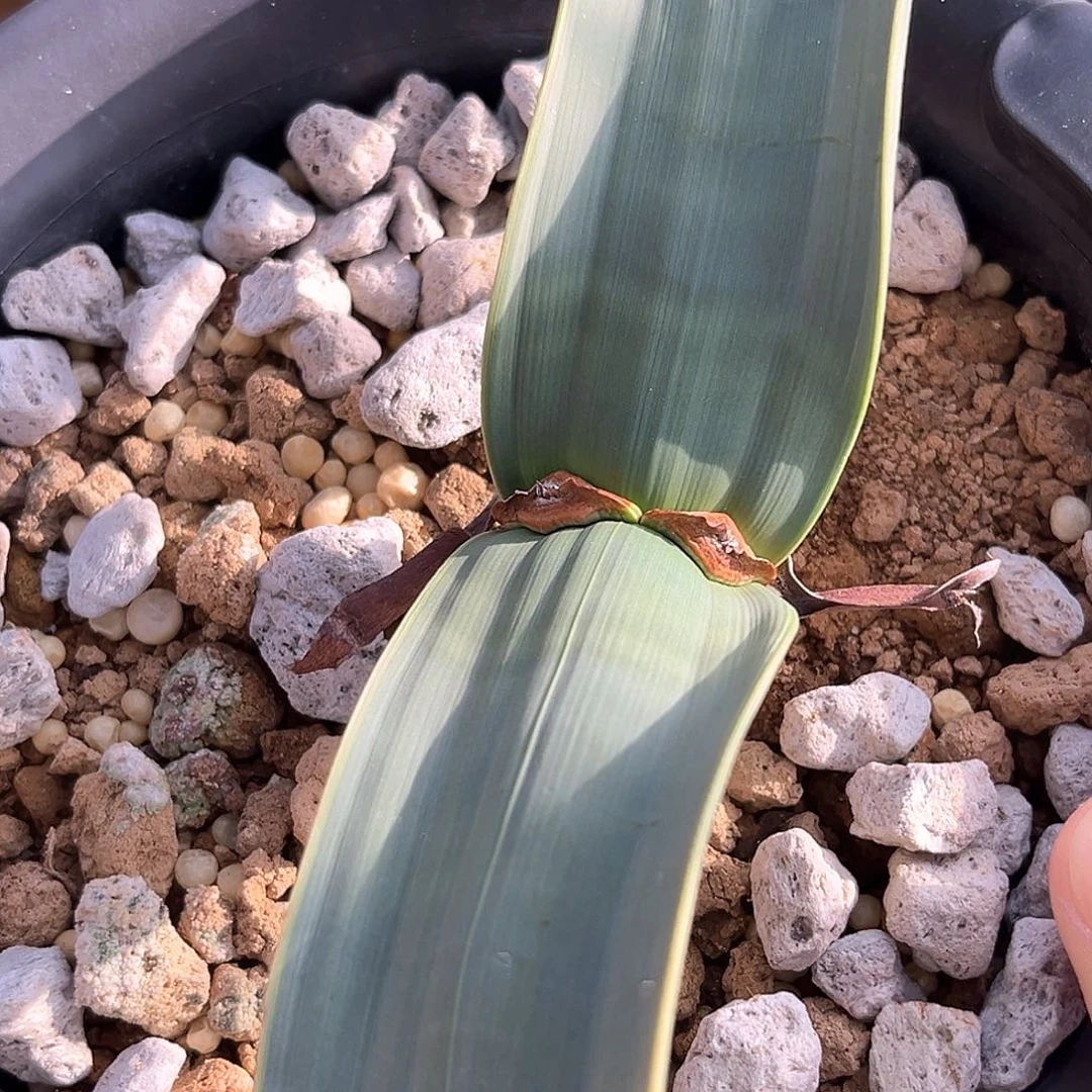 潮流植物百岁兰，金线，25