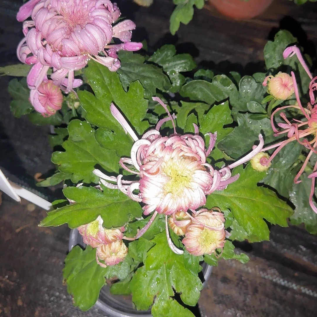 绛****无花朵F22222222222