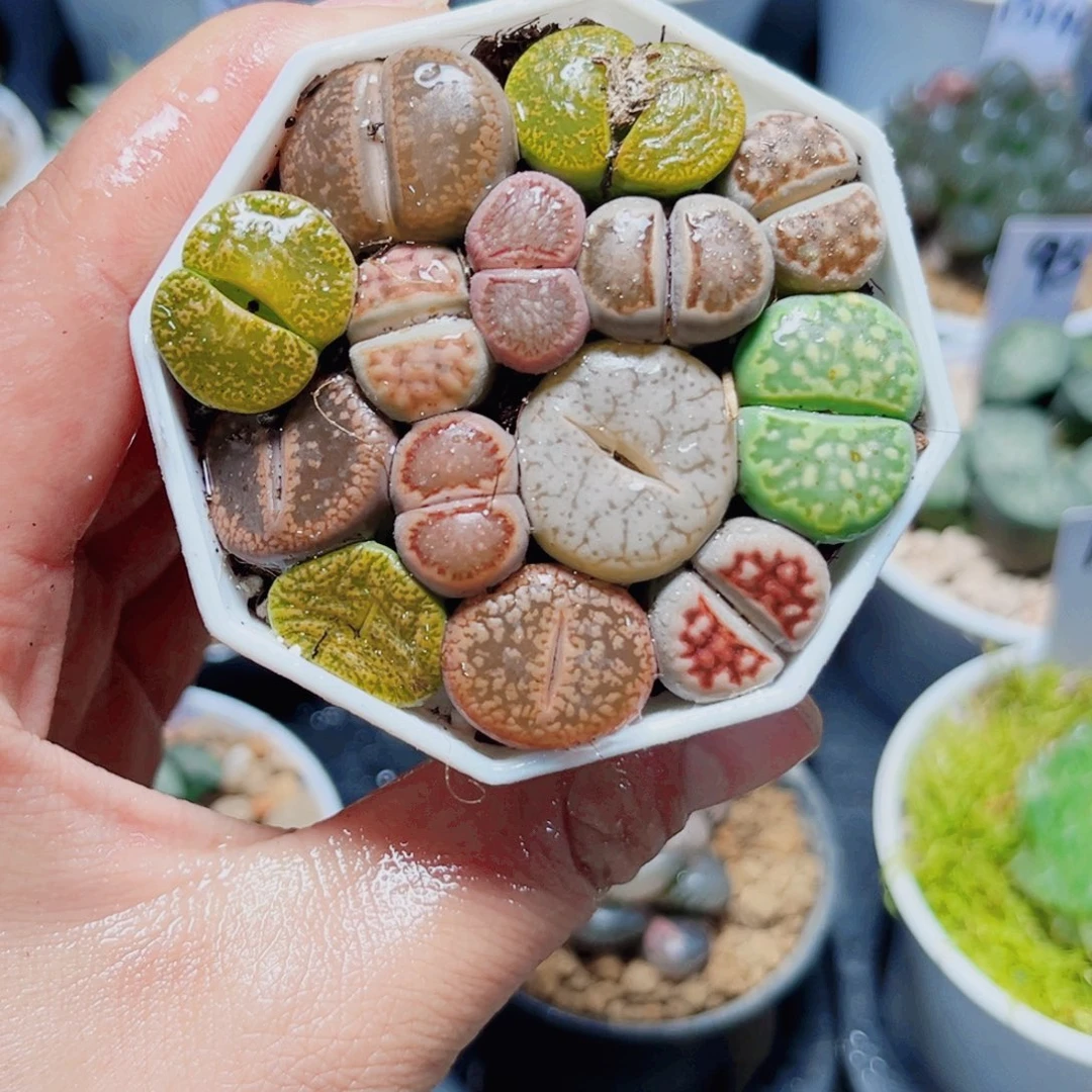 生石花多肉植物6666