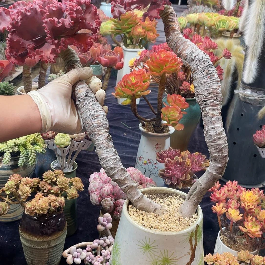 包菜老桩12345678