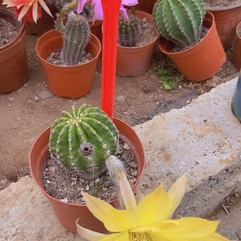 @*粒仙人掌彩草B251