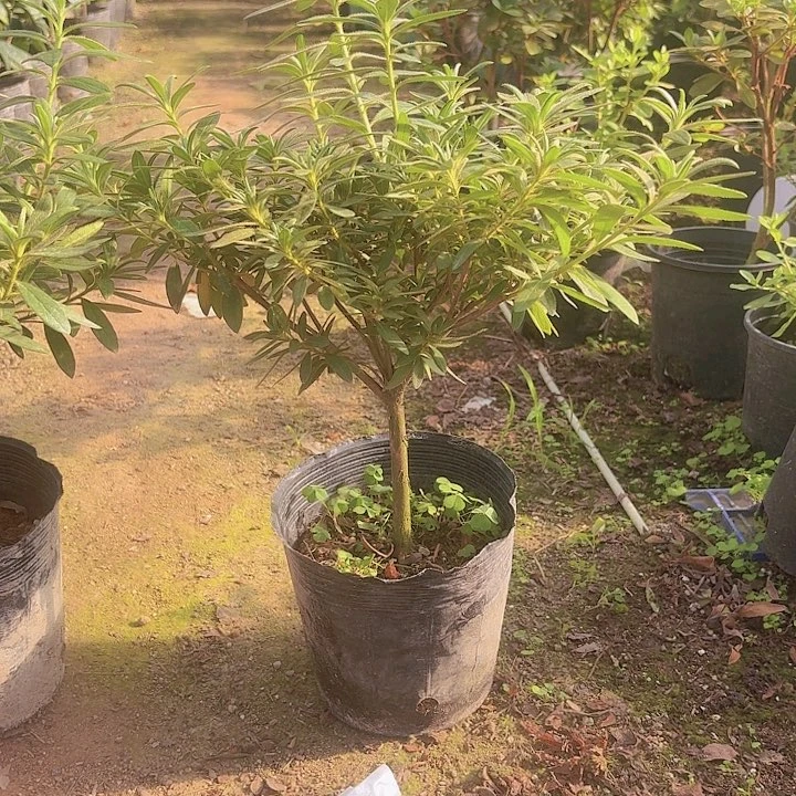 完全开放岸牡丹一物一拍