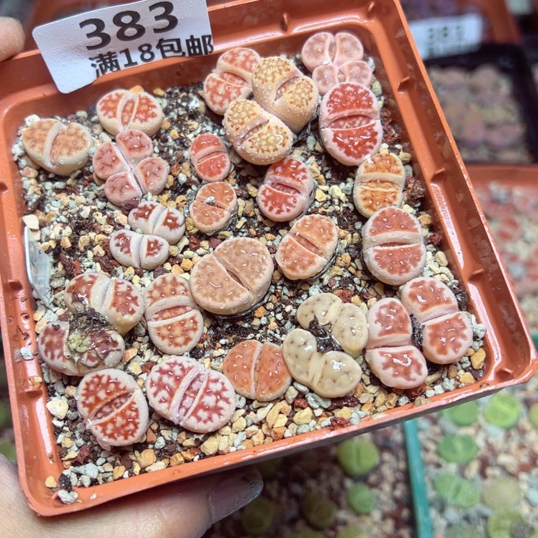 【闪购商品】 383。