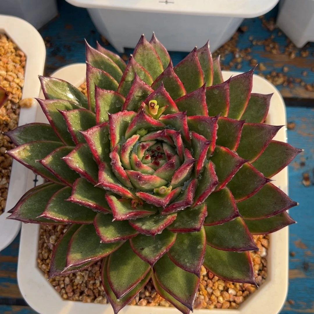 多肉植物一物一拍（13号）