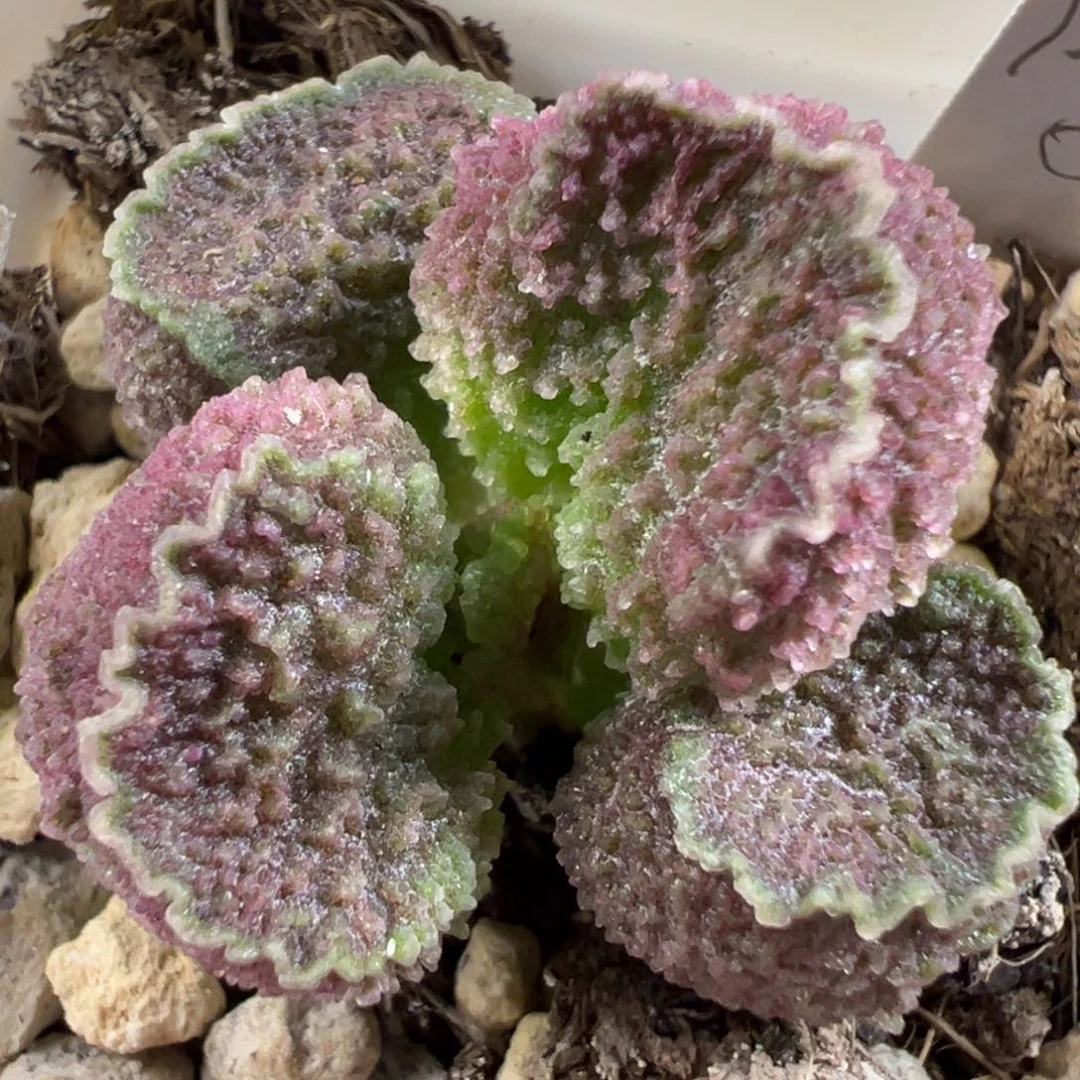 金色波浪边紫色系冰晶颗粒款实生新品