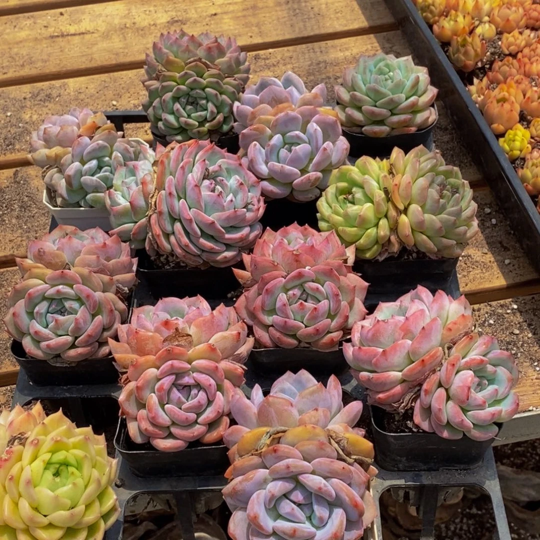 081的人在一起的时候就会