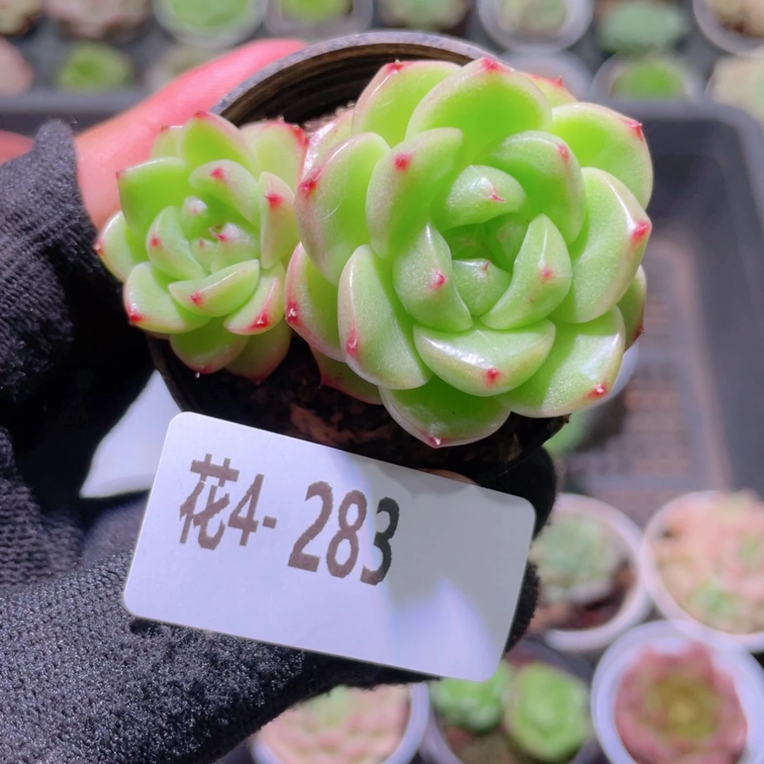 花利美4-283海王双头