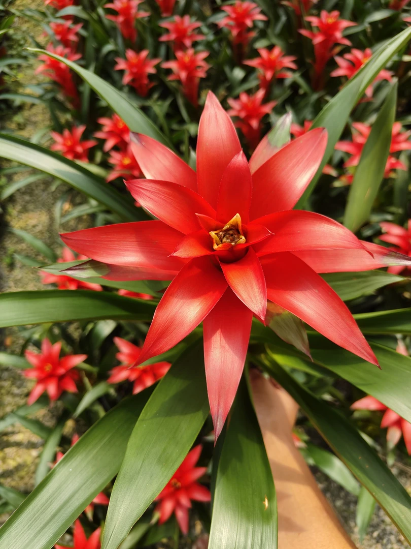 【墨熙花卉】鸿运当头四季开花源头基地好养室内绿植盆栽招财寓意好