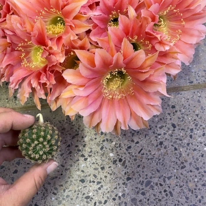 216彩草梦光环歪无根侧牙4公分左右，20包邮