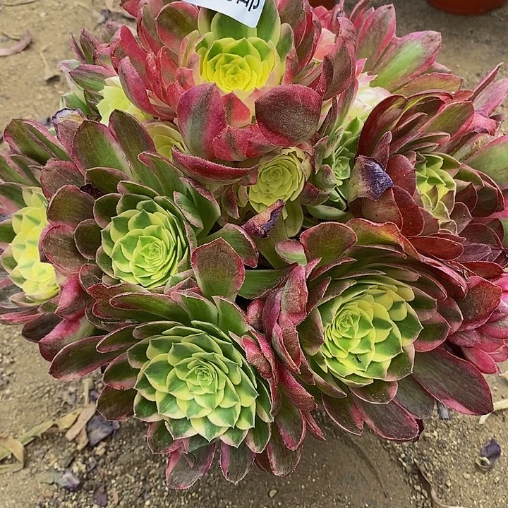 多肉海仙951多肉多头