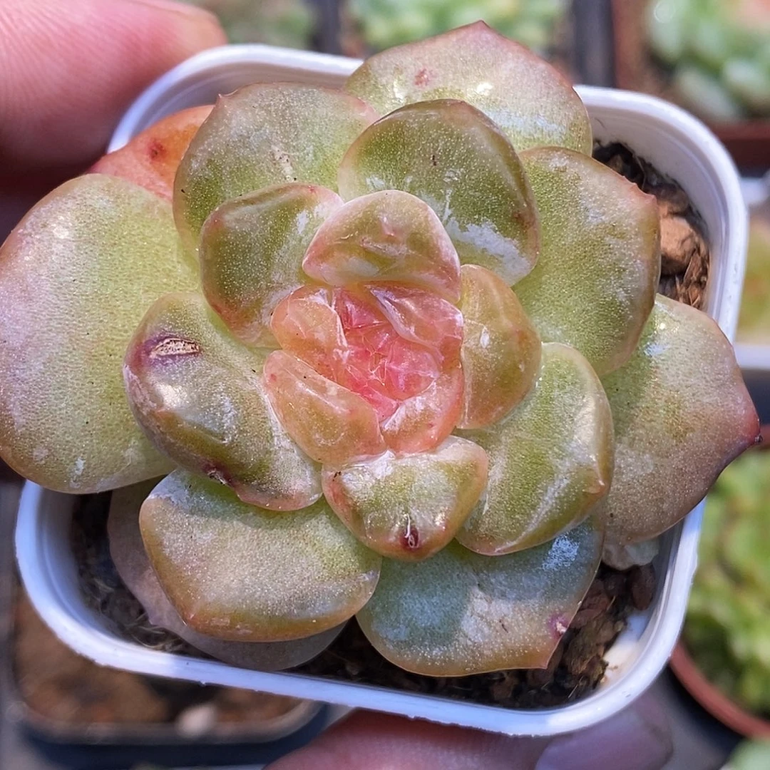 糖心石化30包邮非偏远