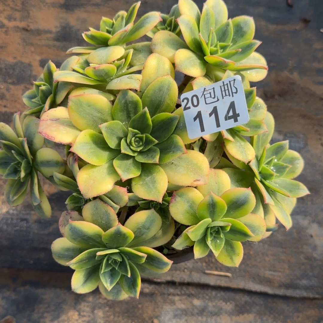 星爆114满20包邮断枝不包