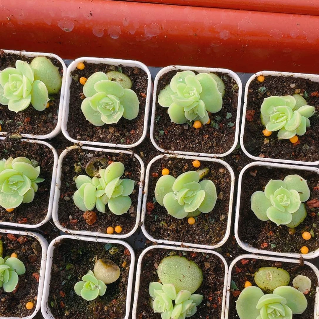 水晶虾饺盆不包整一个满25包邮