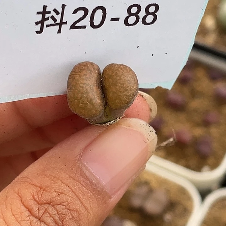 阳***宝20-88肉锥多肉植物