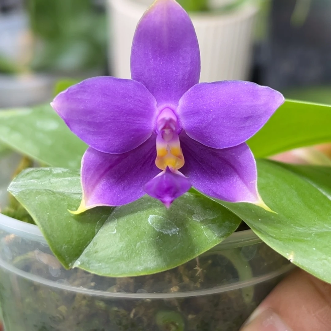 当前无花栽培后可以开花