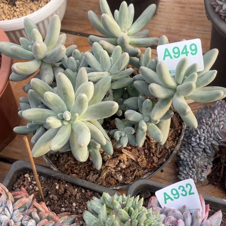 哈哈哈哈哈哈哈哈哈949