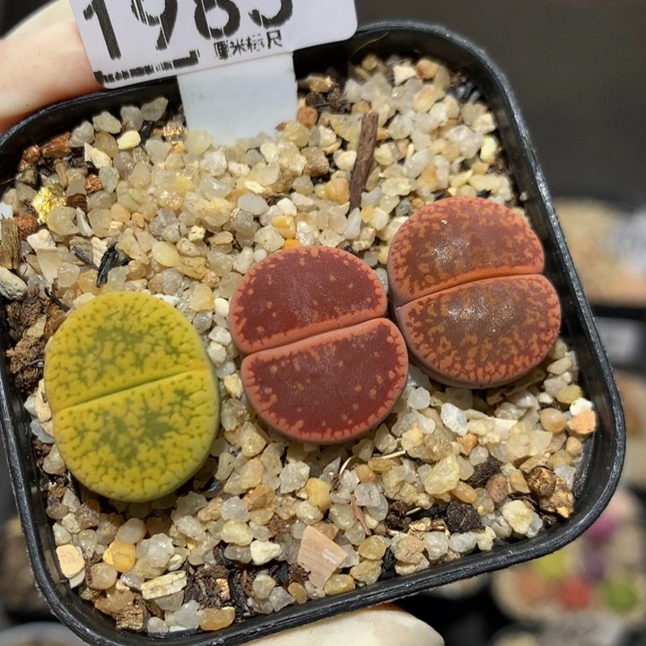 儿童节快乐生石花花1985