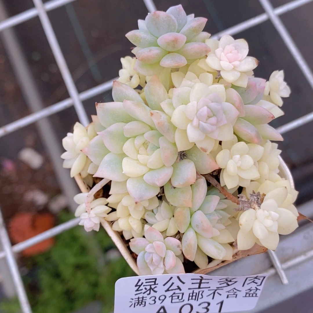 帕米儿锦6cm031多肉酱