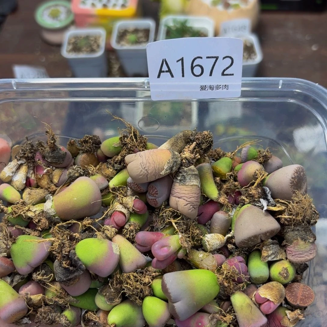 1672 生石花和肉锥