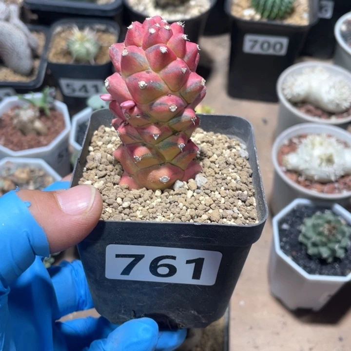 761将军阁自然锦