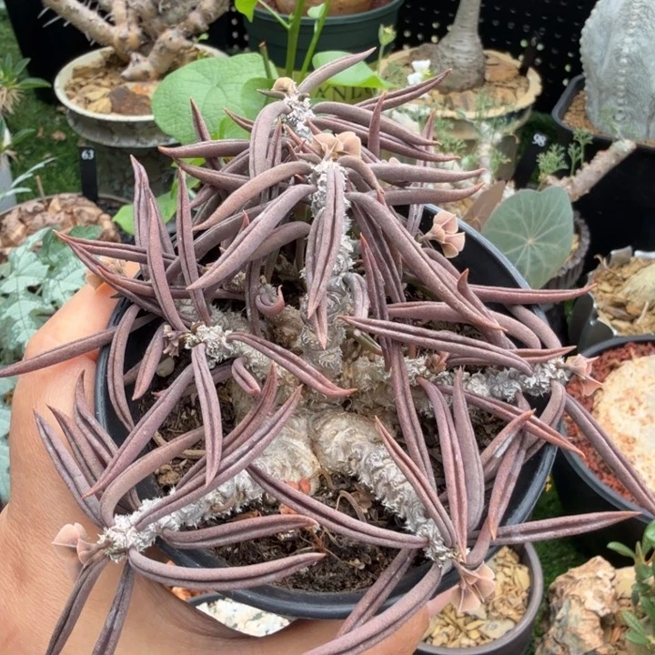 筒叶麒麟678 仙人球