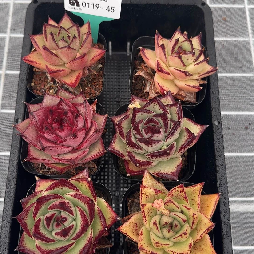 从前慢甄选多肉0119-45