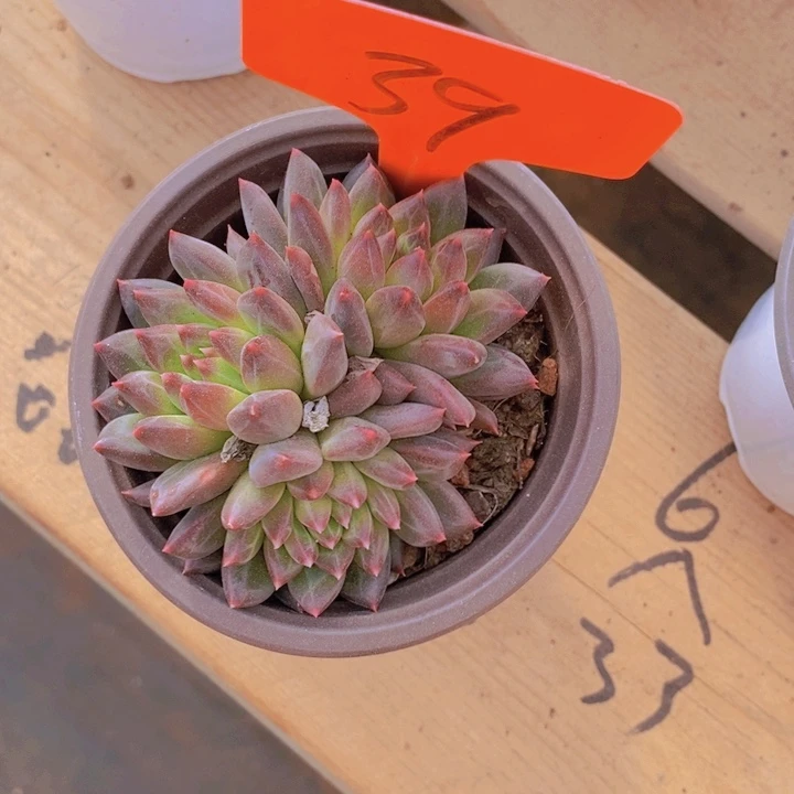 是不是在上课嘛亲