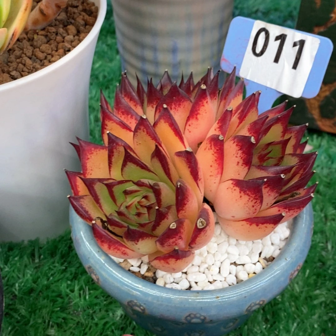 小菠萝多肉植物盆栽