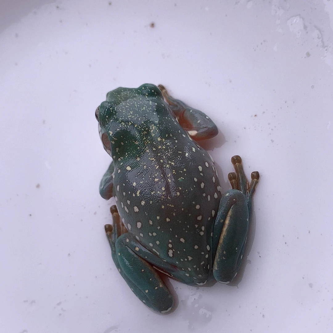 老爷树蛙4.6大尺寸精品宝石蓝暴雪！不参与活动