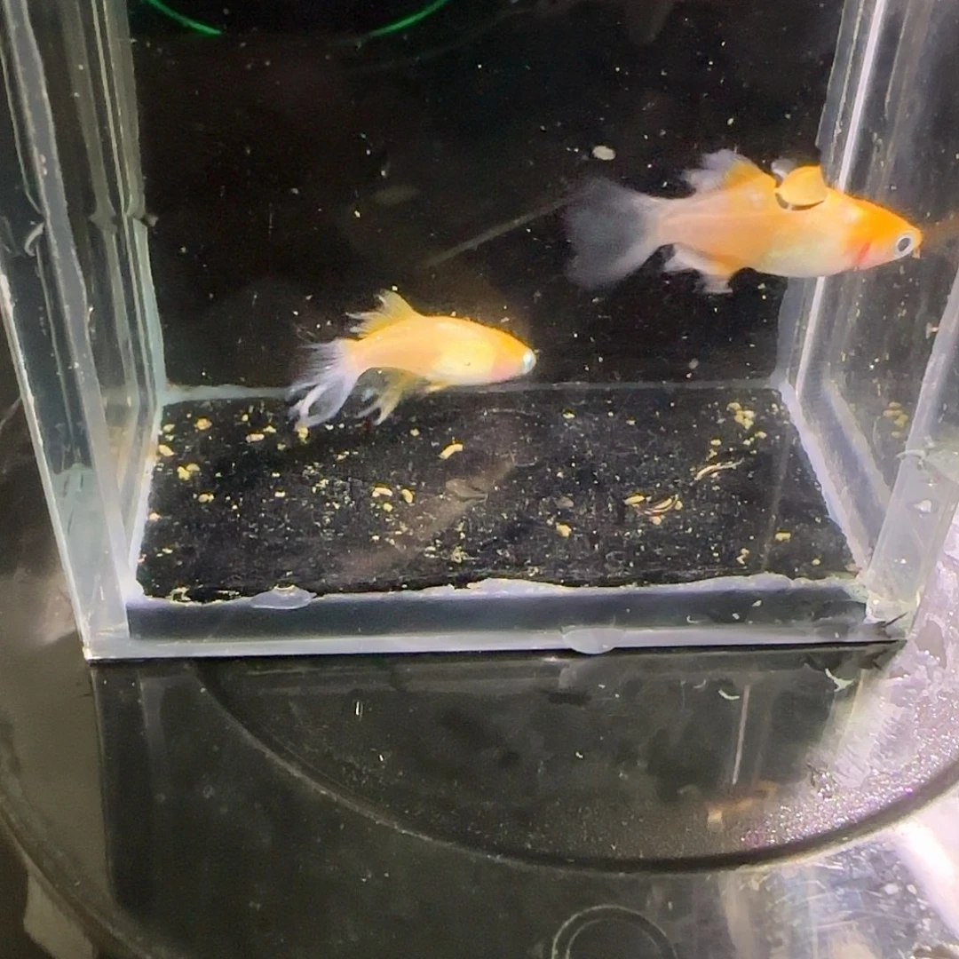 青鳉鱼观背青鱂一物一拍148