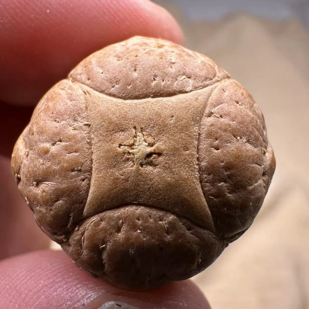 尼泊尔麒麟眼菩提，尺寸24，sss系列，货号S4