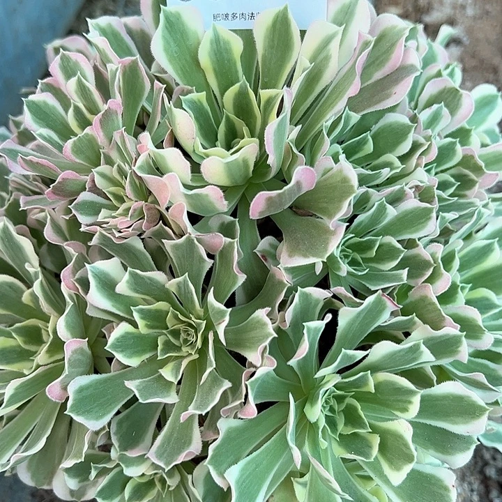 0569白凤多肉植物
