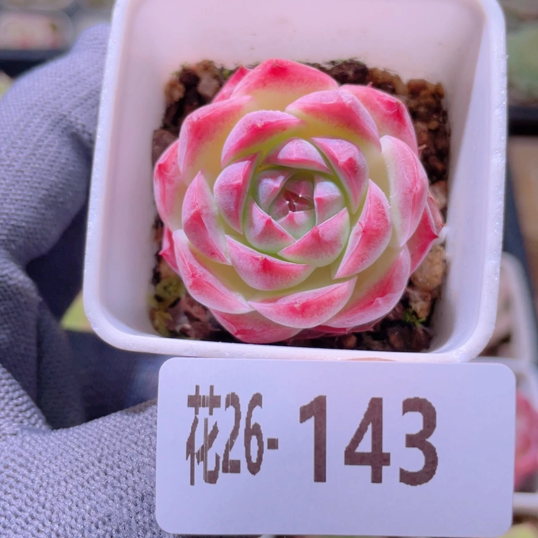 花利美26-143美瞳