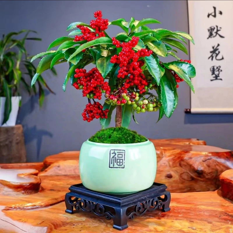 金玉满堂红果盆栽带果水培植物室内客厅招财绿植好养富贵籽盆栽