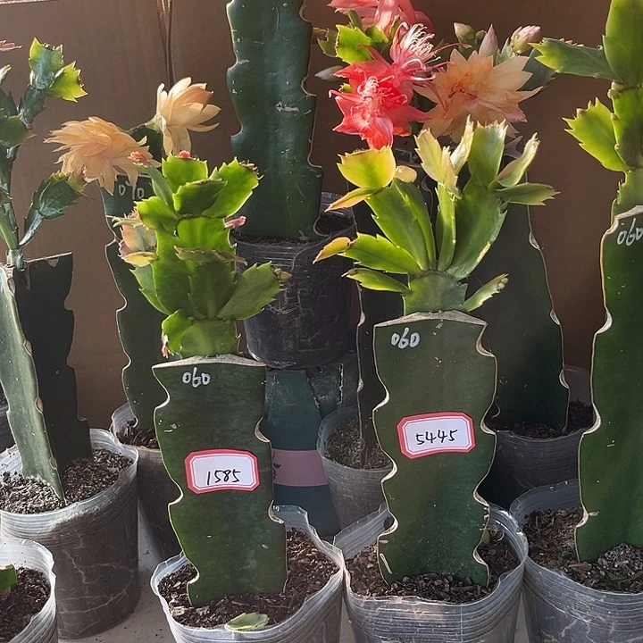 当前无花朵，栽培后可花朵060