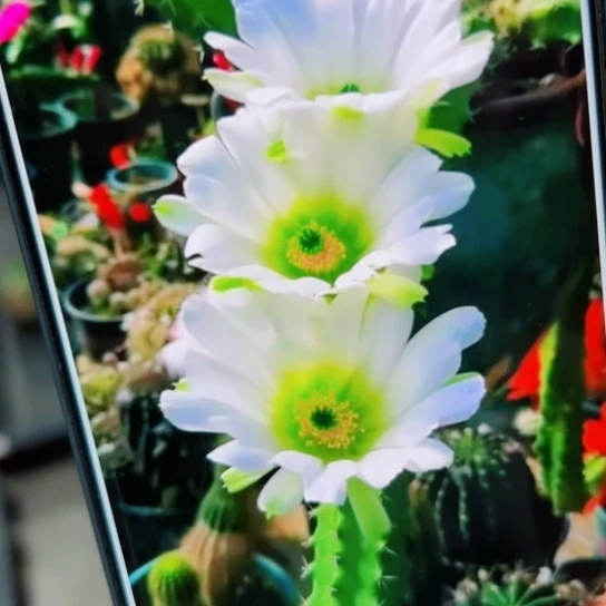 下5白美花角歪无根侧芽5公分左右20包邮