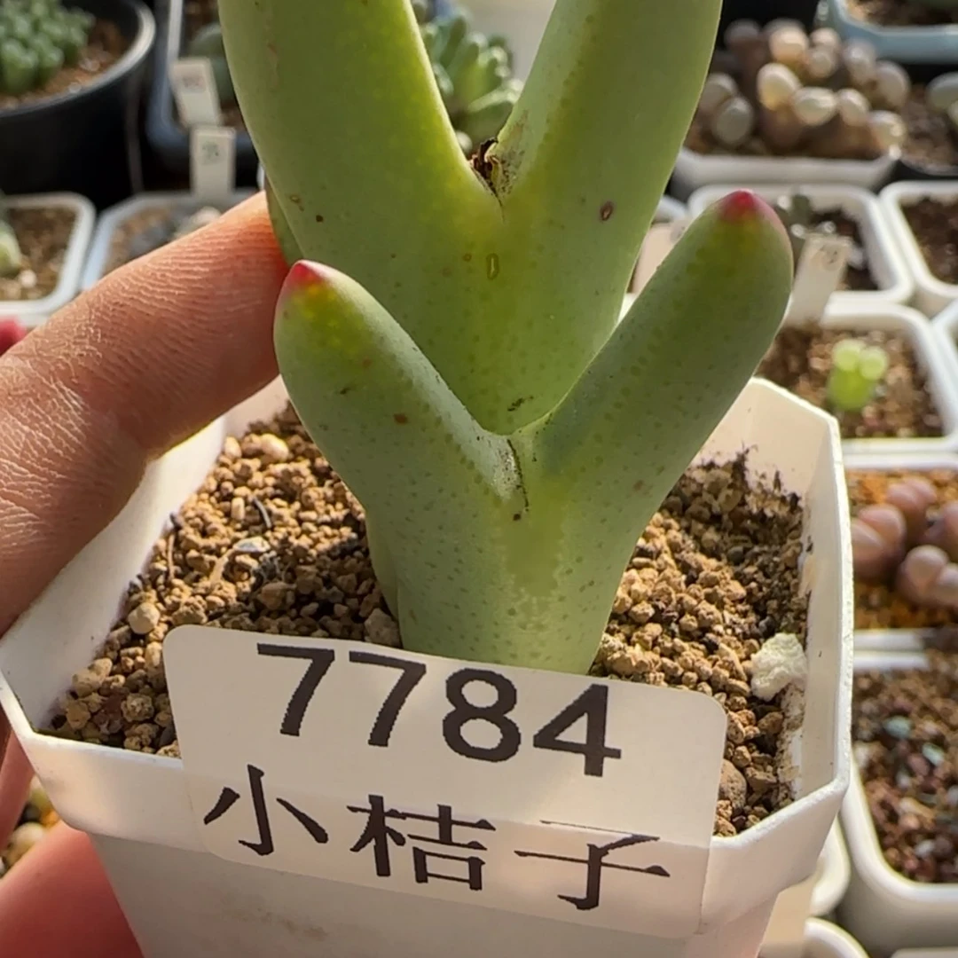 【闪购商品】大*?7784