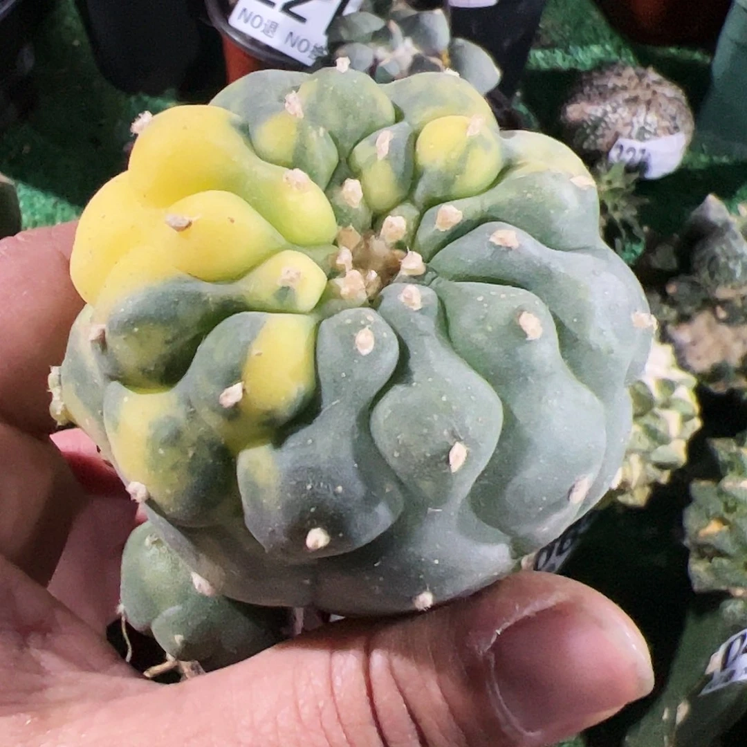 南瓜仙锦仙人球110