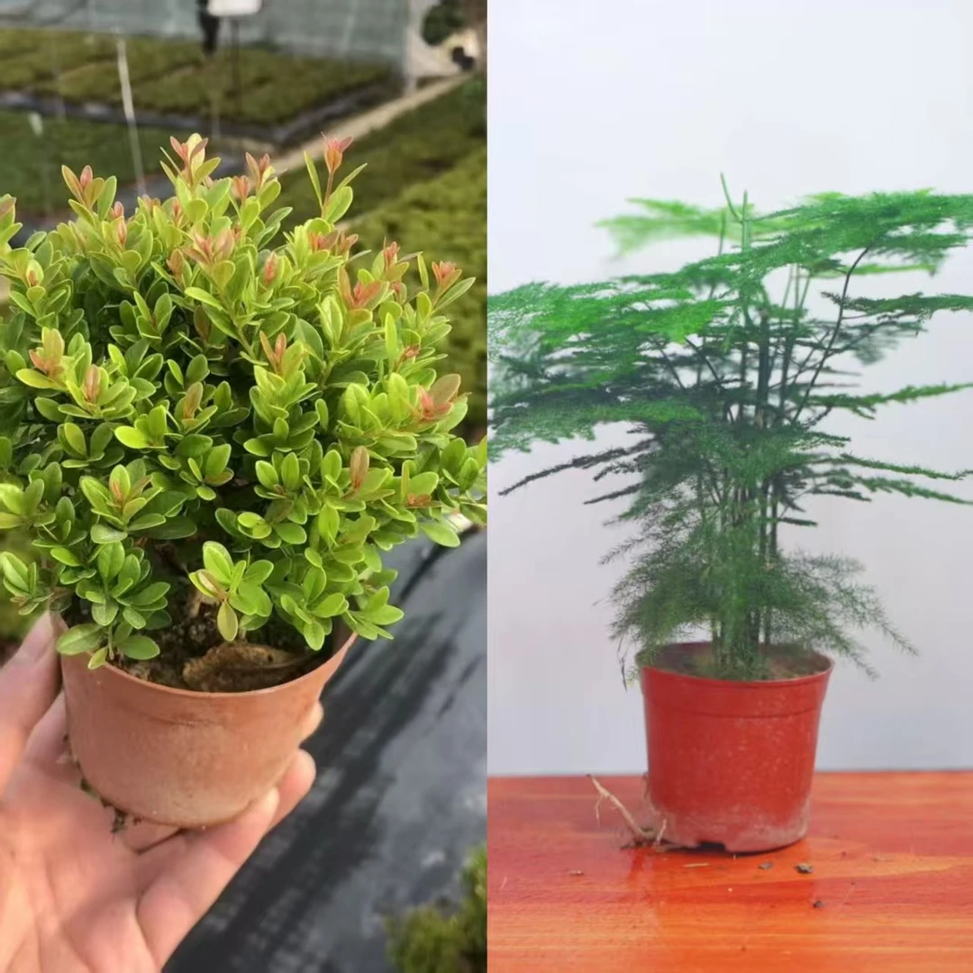 A【1+1】1颗文竹+1颗小叶赤楠室内好养懒绿植盆栽盆景桌摆阳台景观