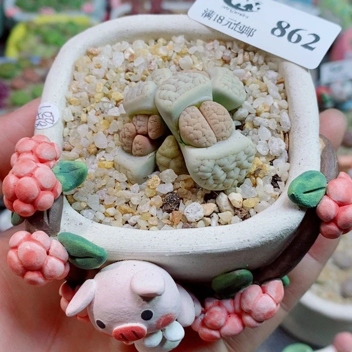 美丽的生石花花花862