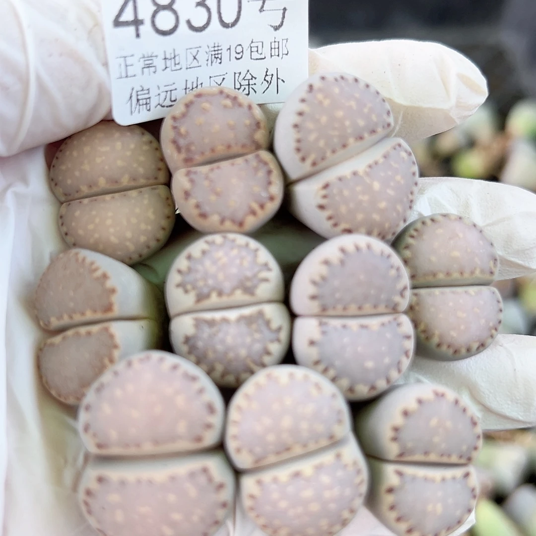 4830四年饼干10个2cm左右