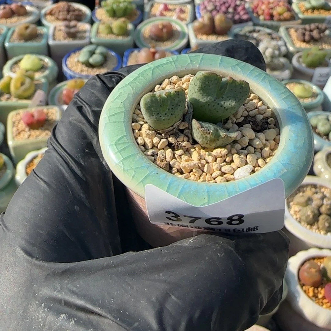 3768--一物一拍 带盆