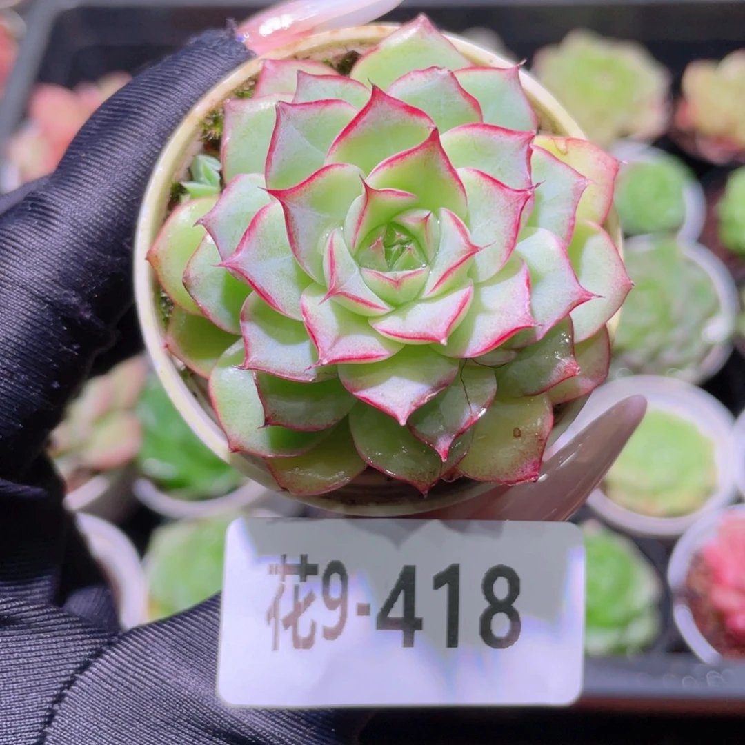 花利美9-418女王玫瑰