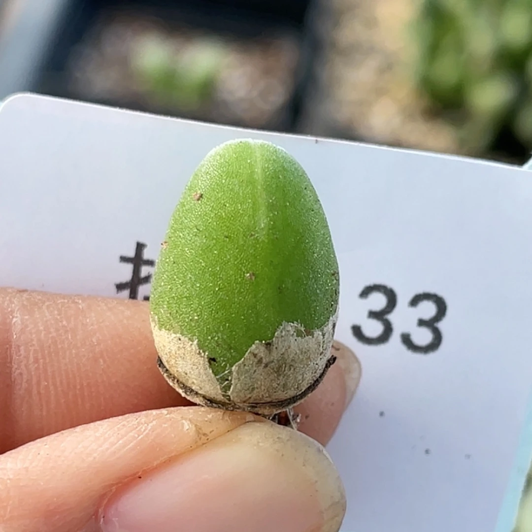 21-33哈默兔多肉植物